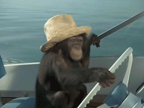 mono conduciendo barco